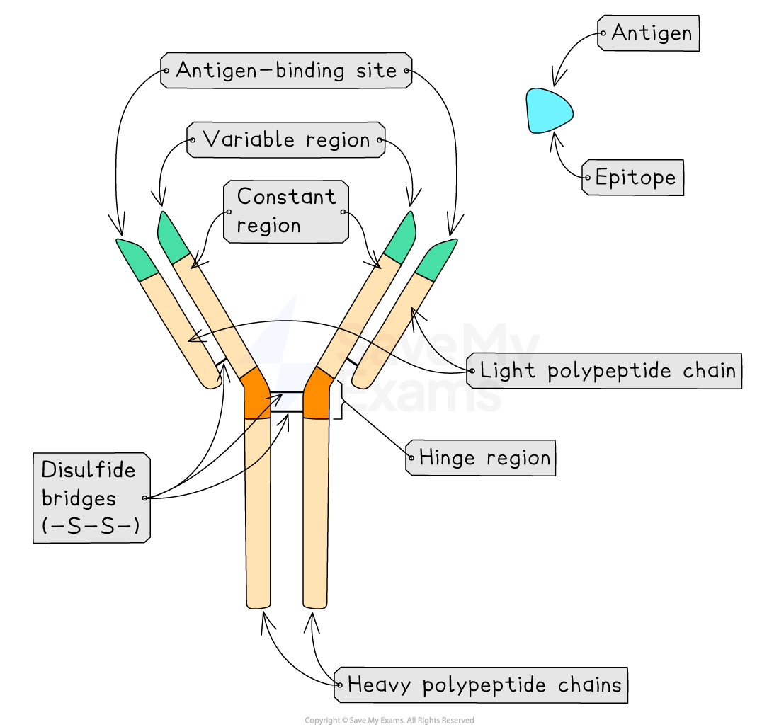 Diagram of an antibody's structure, showing antigen-binding site, variable and constant regions, light and heavy chains, disulfide bridges, and hinge region.