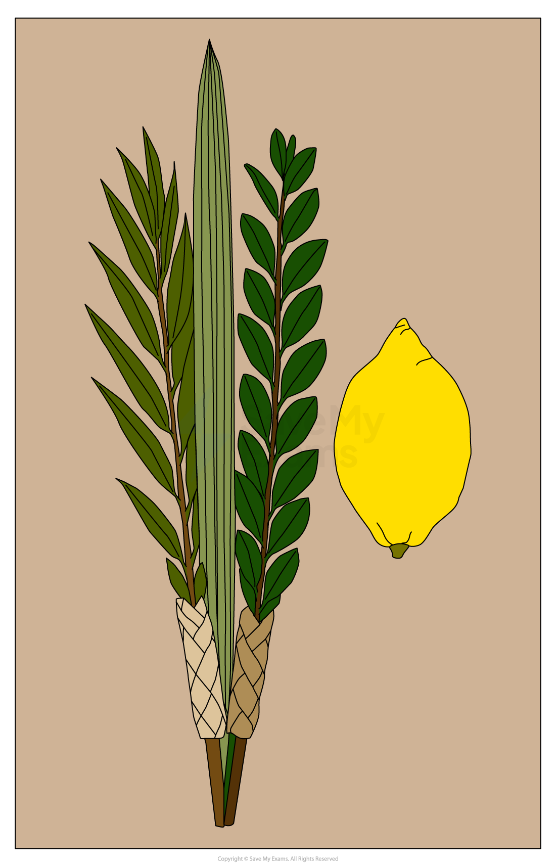 Illustration featuring a lulav set, including palm, myrtle, and willow branches, along with an etrog, on a beige background.