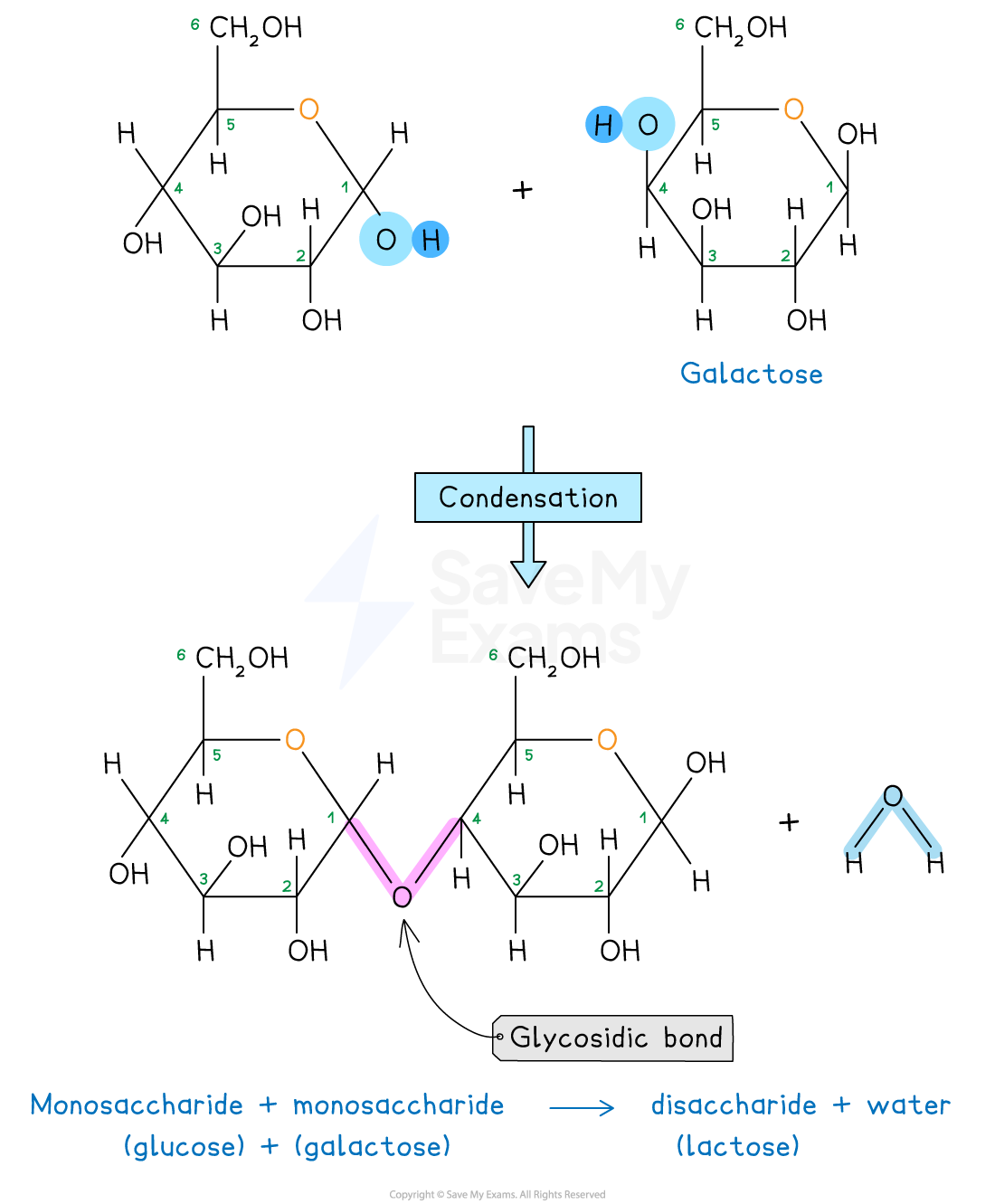 Diagram showing glucose and galactose forming lactose and water via condensation, highlighting glycosidic bond formation.