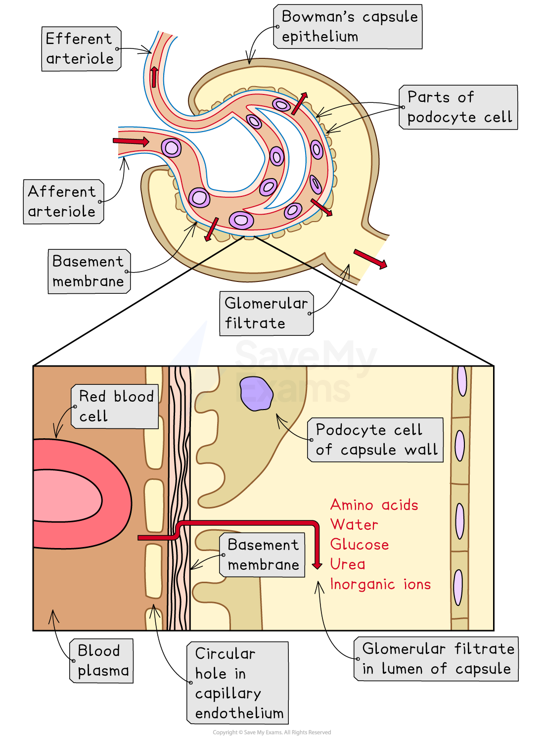 Diagram of a nephron section, showing afferent and efferent arterioles, Bowman's capsule, podocyte cells, basement membrane, and glomerular filtrate.