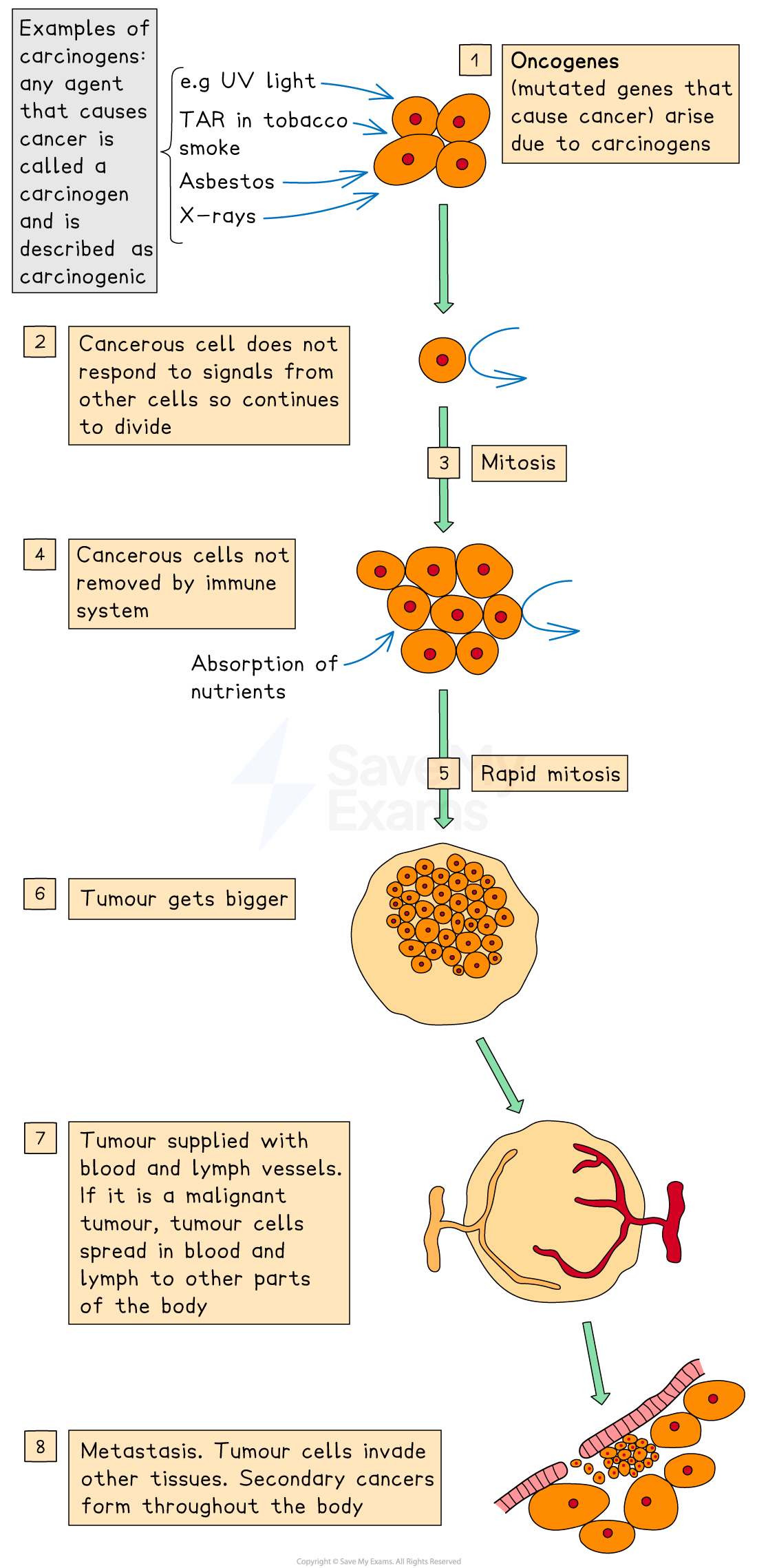 Flowchart explaining cancer development: carcinogens cause oncogenes, cells divide unchecked, form a tumour, spread via blood, leading to metastasis.