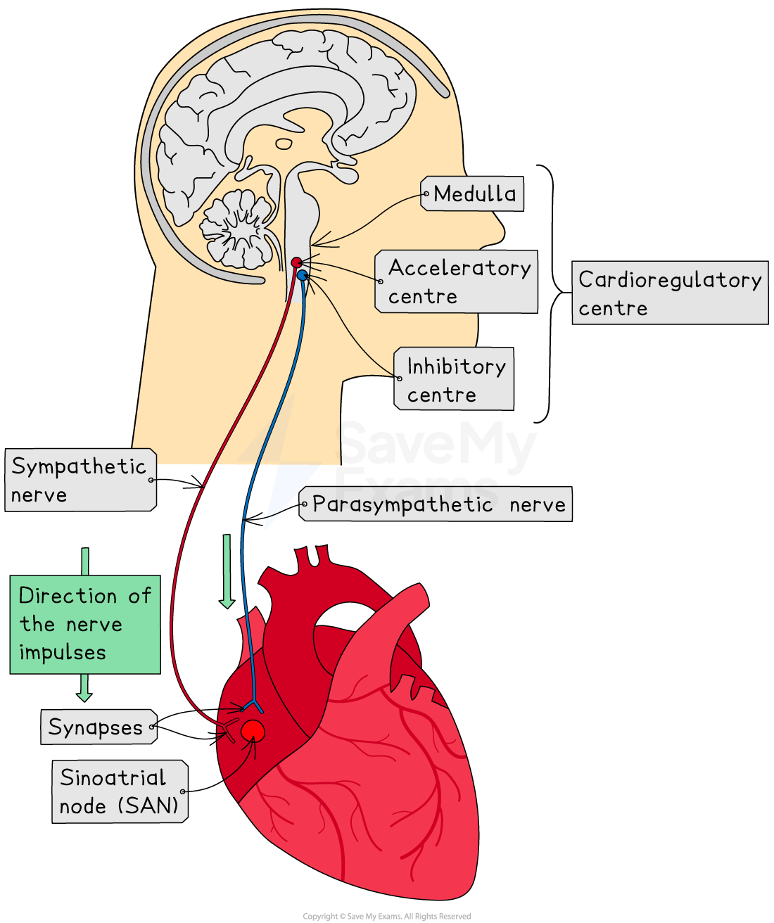 Diagram showing the brain's medulla, with accelerator and inhibitory centres, and nerves connecting to the heart's sinoatrial node, indicating impulse direction.