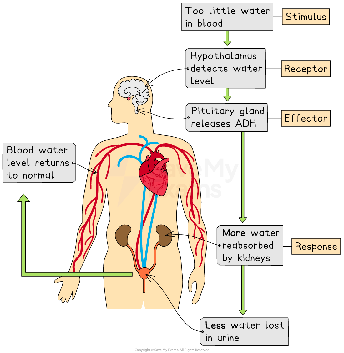 Coordinating a response, downloadable IGCSE & GCSE Biology revision notes