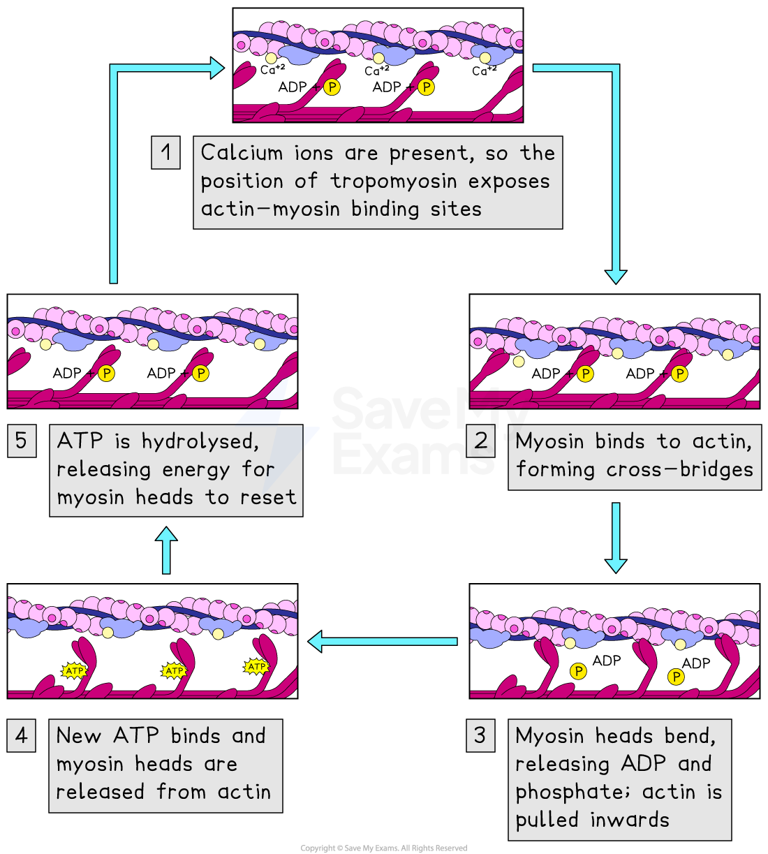 Flowchart showing muscle contraction: calcium exposes binding sites, myosin binds to actin, bends, releases ADP, ATP resets myosin heads.