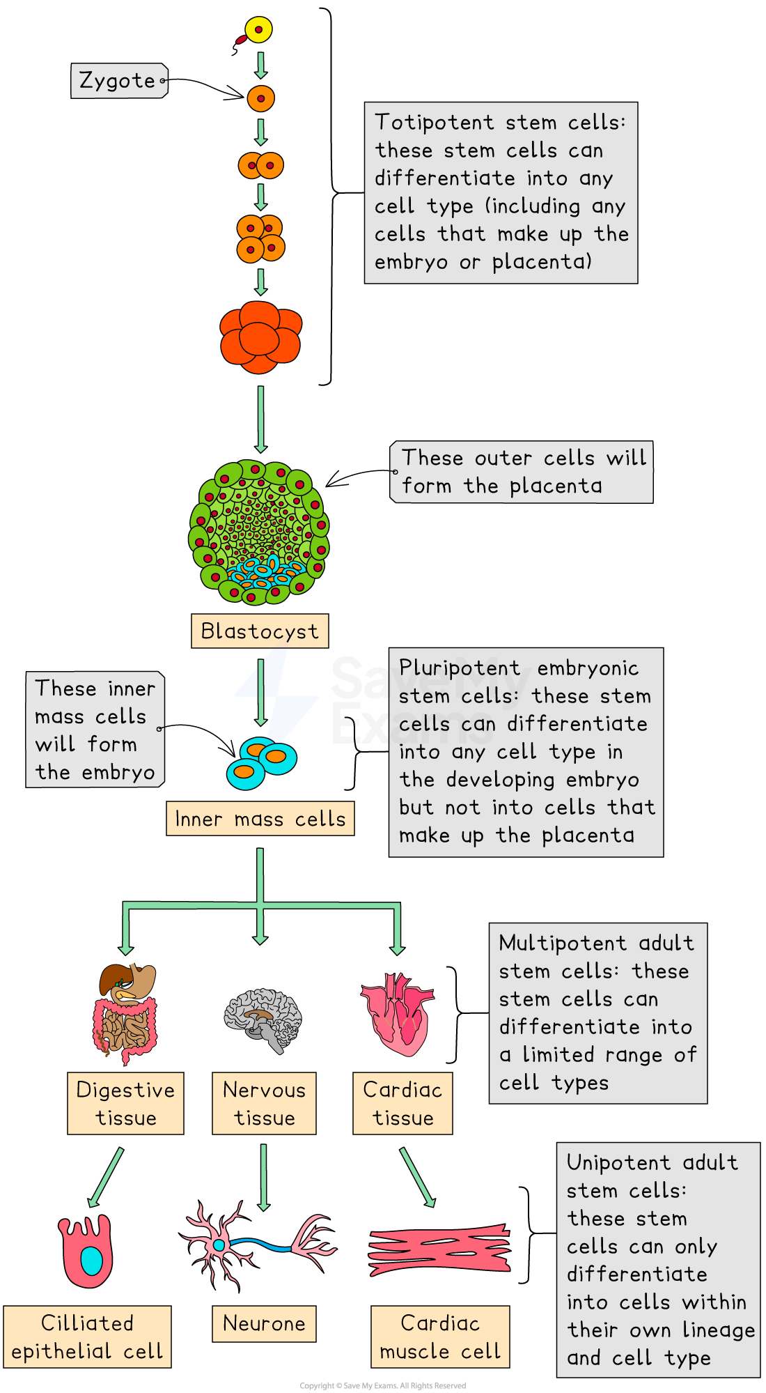 Flowchart depicting stem cell differentiation from a zygote to totipotent, pluripotent, multipotent, and unipotent stem cells, forming various tissues.