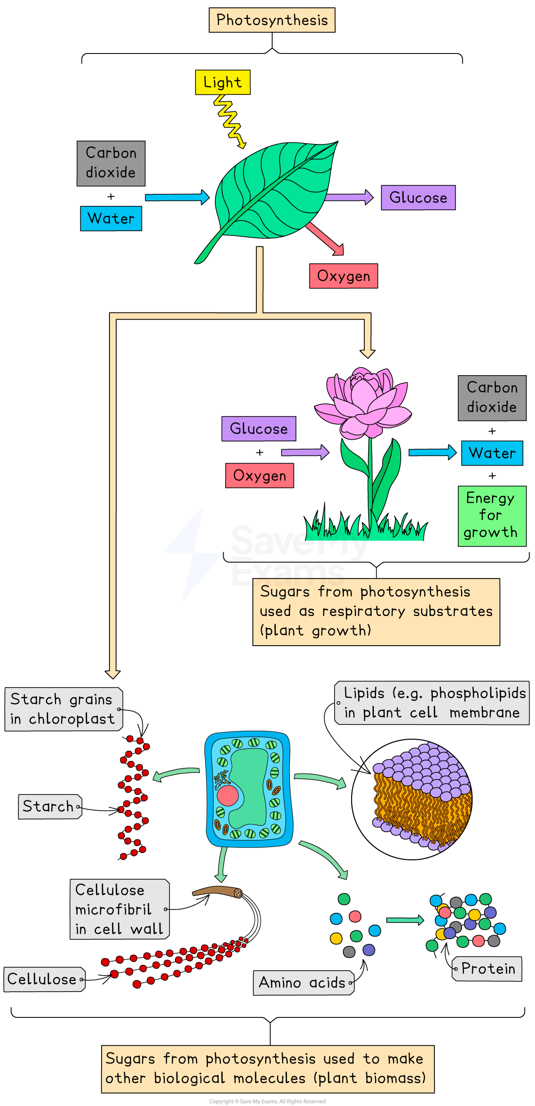 Diagram of photosynthesis showing light, carbon dioxide, and water converted to glucose and oxygen. Glucose forms starch, cellulose, lipids, and proteins.