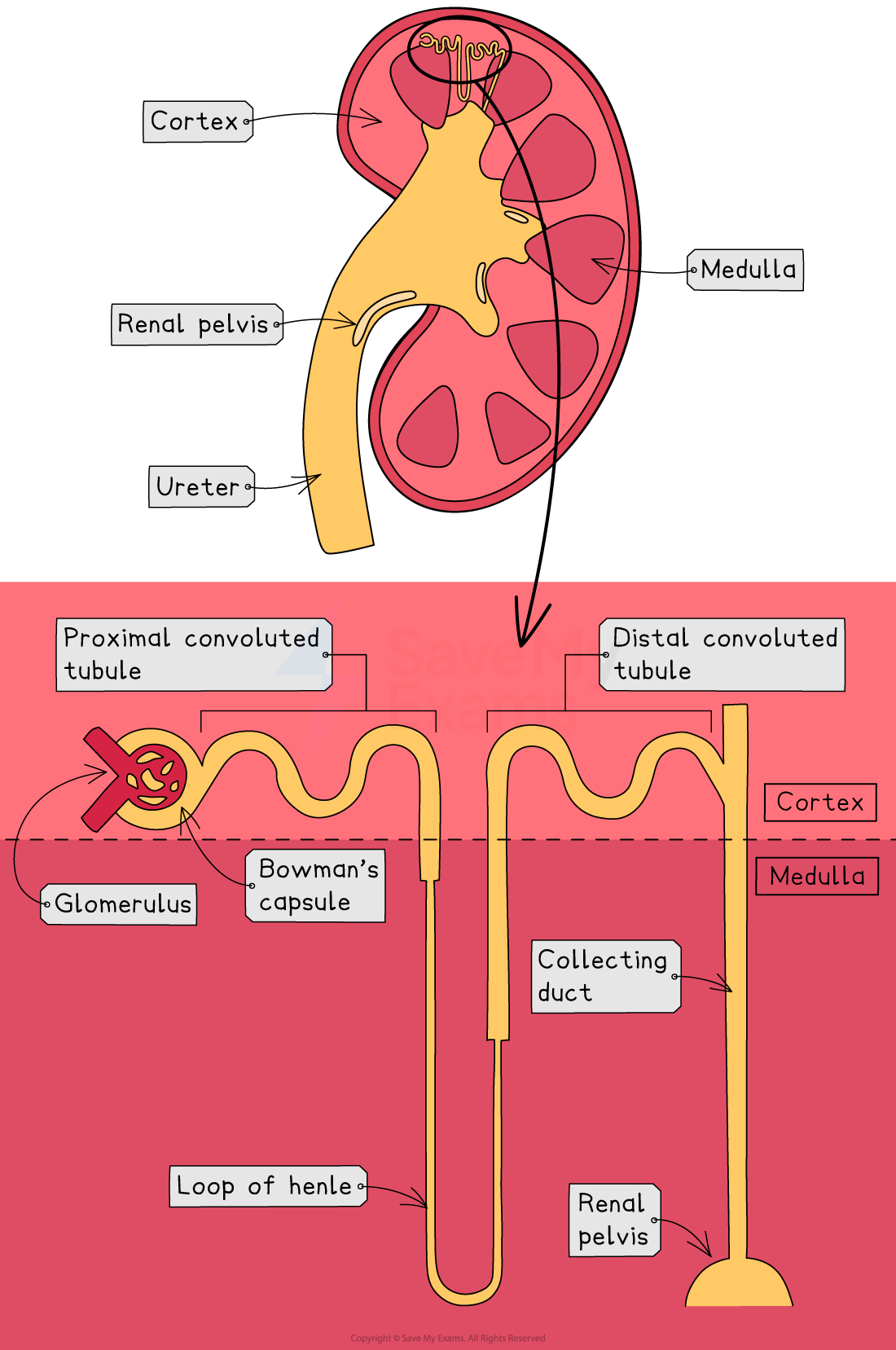 Diagram of the human kidney and nephron, showing cortex, medulla, renal pelvis, ureter, glomerulus, tubules, and loop of Henle.