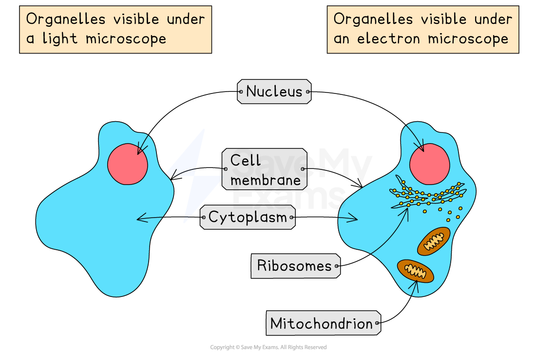 structures-in-an-animal-cell-visible-under-a-light-microscope-and-an-electron-microscope-igcse-and-gcse-biology-revision-notes