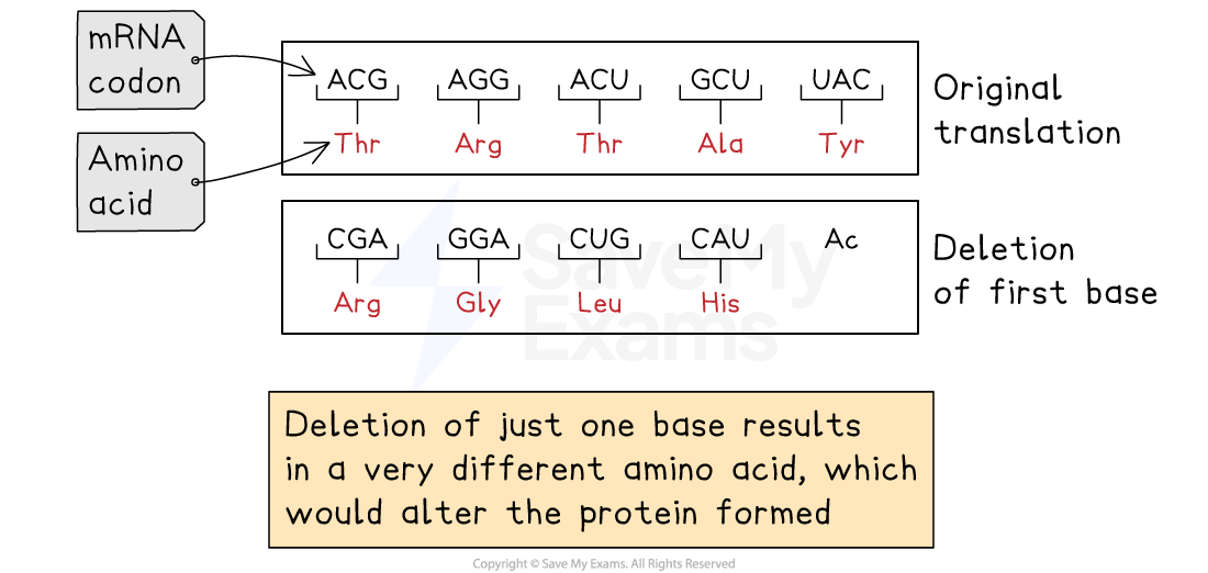 Diagram showing mRNA codons translating to amino acids. Top: original. Bottom: base deletion causing different sequence, altering the protein.