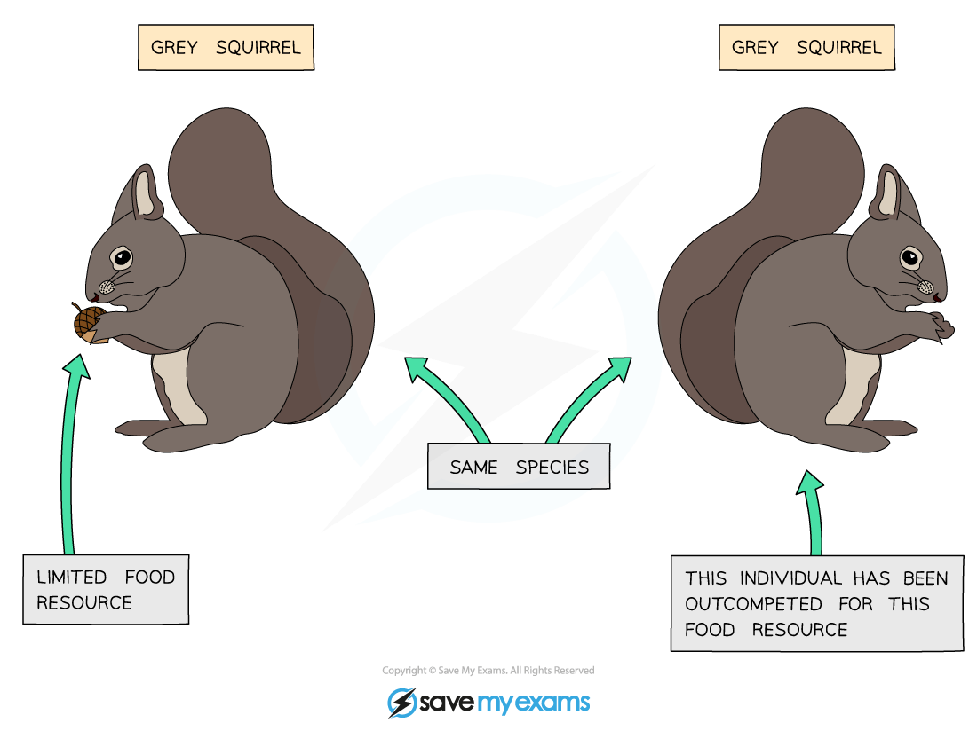 Two grey squirrels face each other. The left squirrel holds an acorn, while the right is outcompeted for food. Arrows indicate limited food resources.