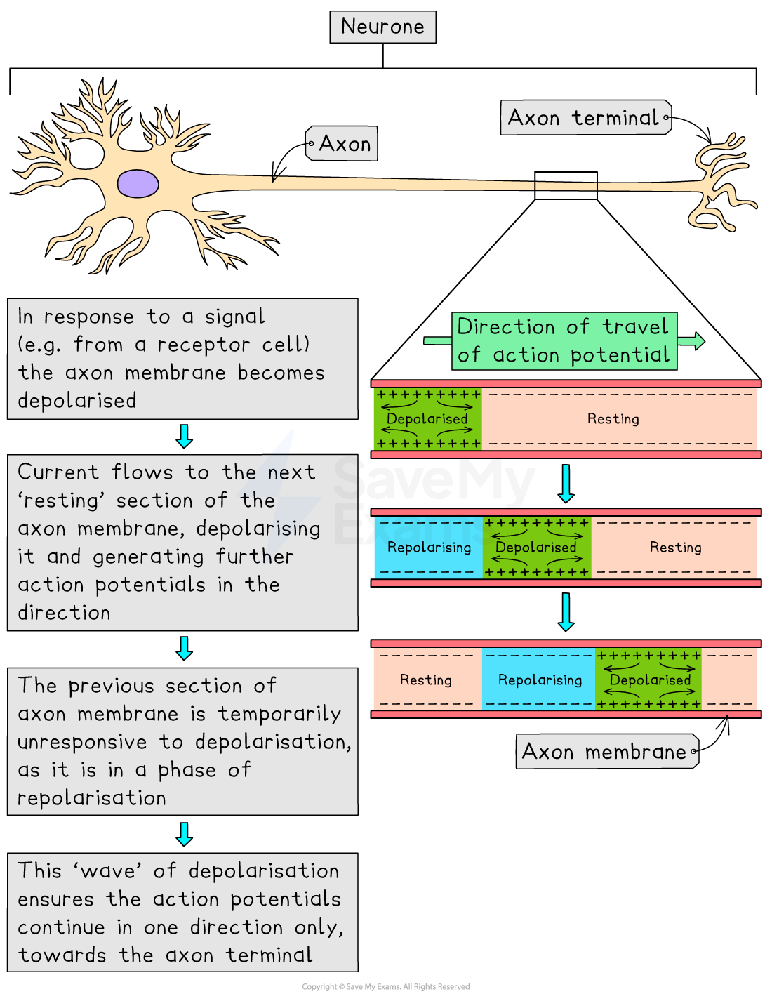 Diagram detailing neuron action potential propagation. Shows axon depolarisation, current flow, repolarisation, and unidirectional signal travel.