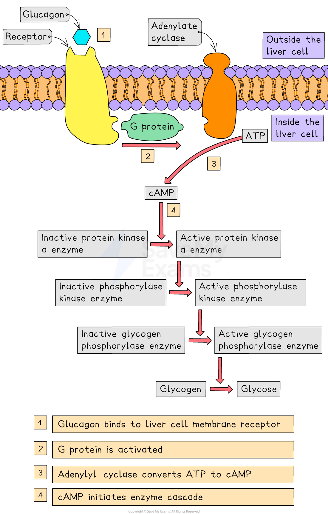 Diagram of glucagon signalling pathway. Glucagon binds to a liver cell receptor, activating G protein, adenylate cyclase converts ATP to cAMP, initiating enzyme cascade.