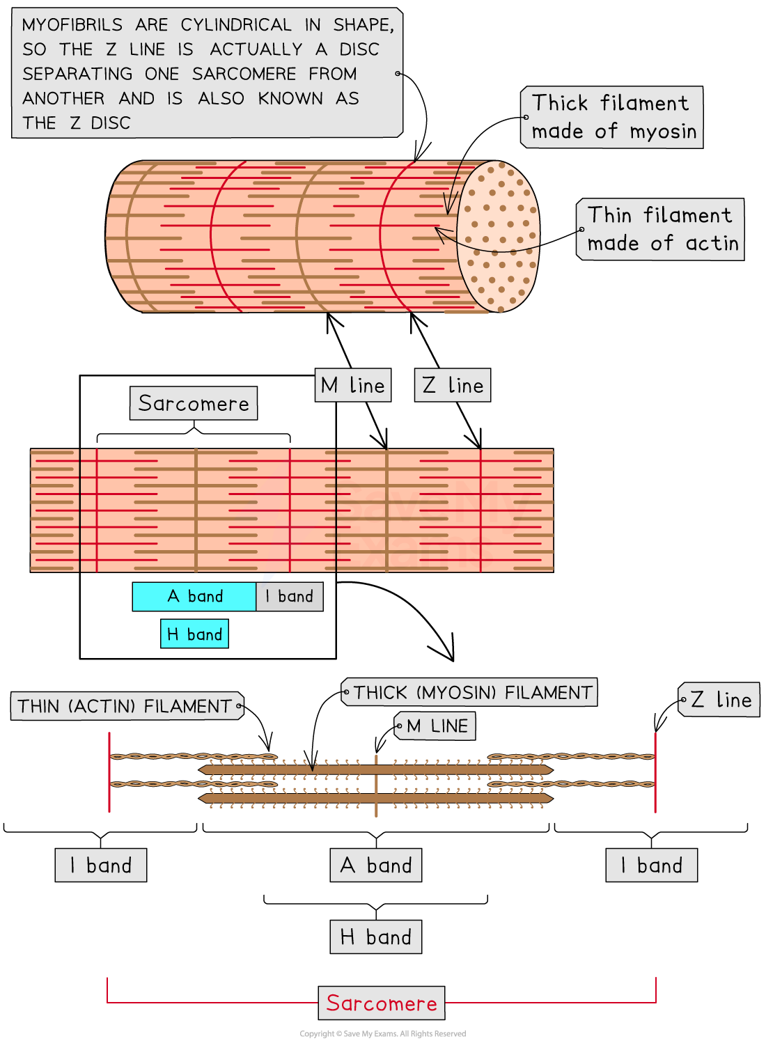 Diagram of a sarcomere, showing myofibrils, Z line, M line, thick myosin filaments, thin actin filaments, A band, I band, and H band labels.