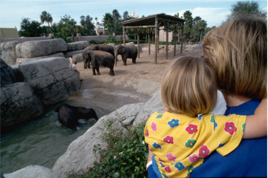 Child and adult observe elephants in a zoo enclosure, with one elephant bathing in water, surrounded by rocks and trees in the background.