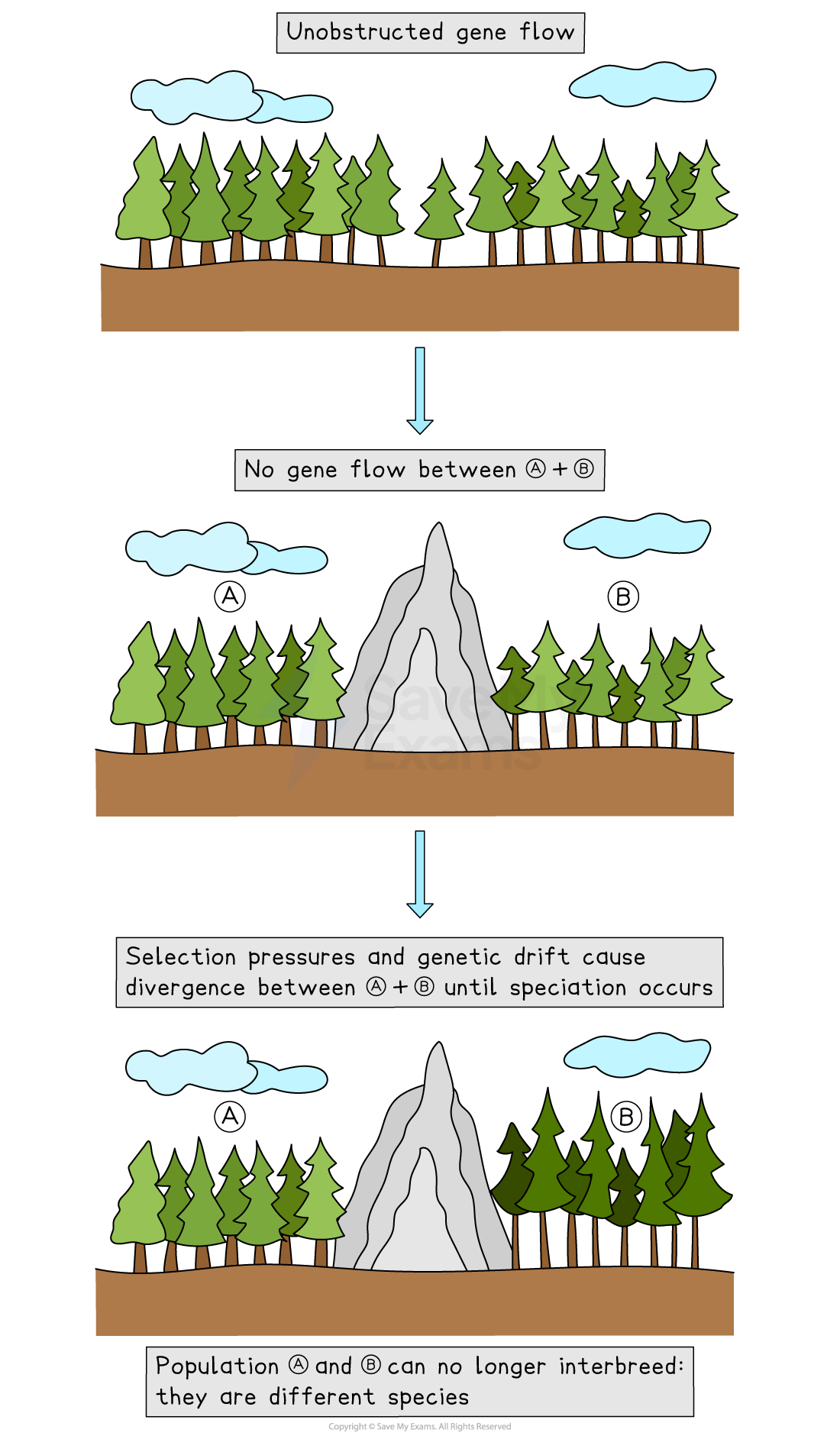 Diagram showing speciation: initial gene flow between trees, then mountain barrier causing genetic divergence, leading to separate species.