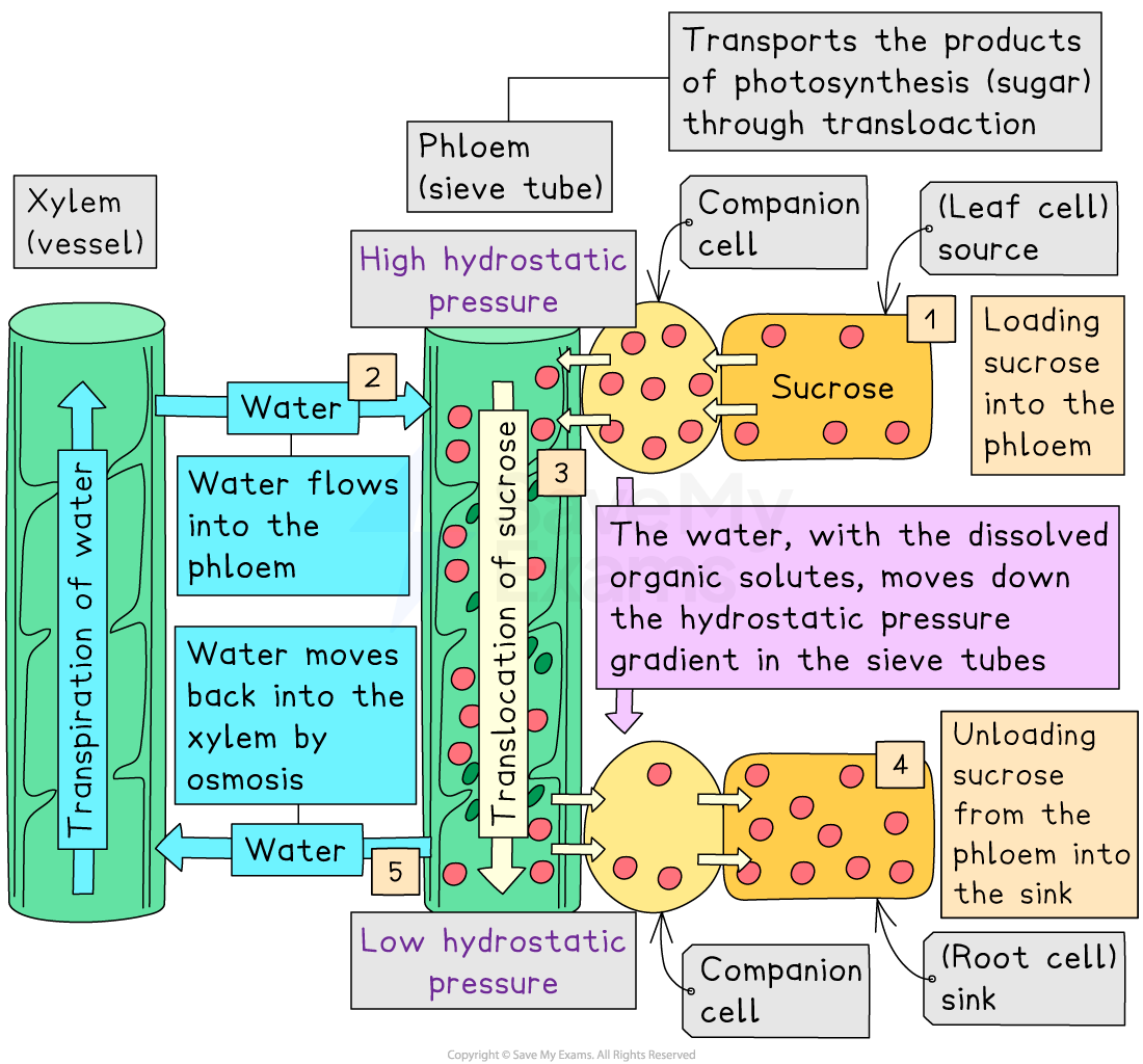 Diagram illustrating translocation in plants, showing water and sucrose movement between xylem and phloem, with hydrostatic pressure gradients.
