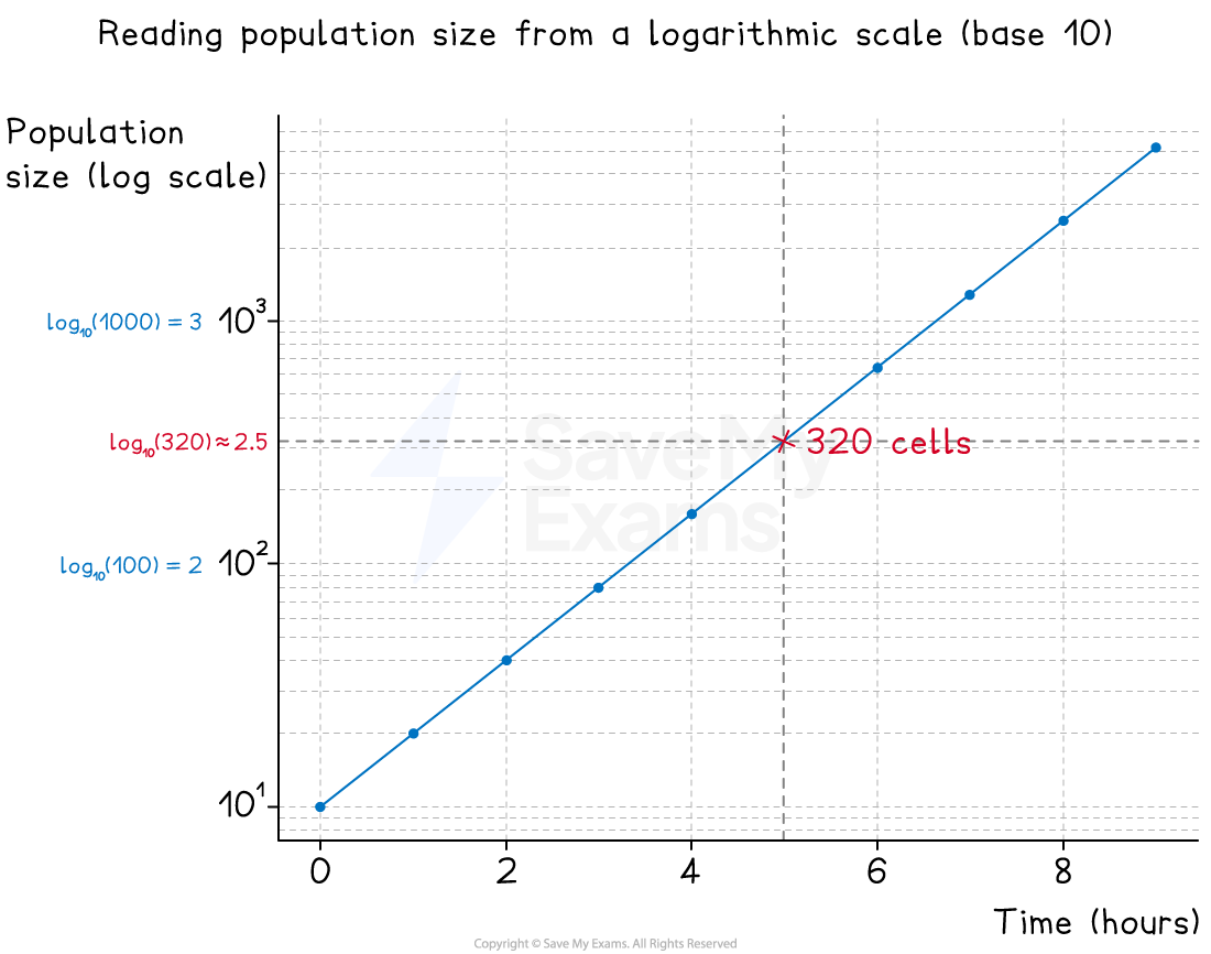 Line graph of microbial growth over time in hours on a logarithmic scale, with data points from 10 to 1000 cells, showing a linear trend.