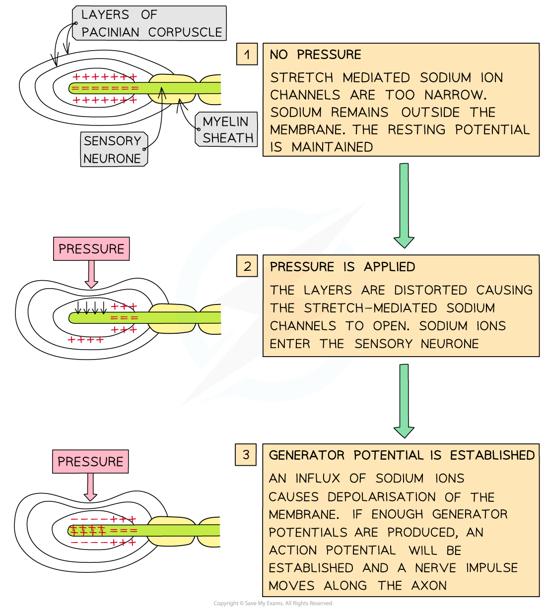 Diagram showing generation of an action potential in a Pacinian corpuscle, leading to sodium ion entry and action potential initiation in a sensory neurone.