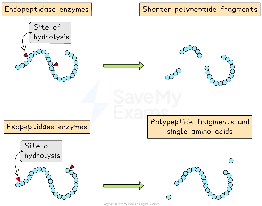 Diagram showing endopeptidase and exopeptidase enzymes hydrolysing polypeptides into shorter fragments and amino acids.
