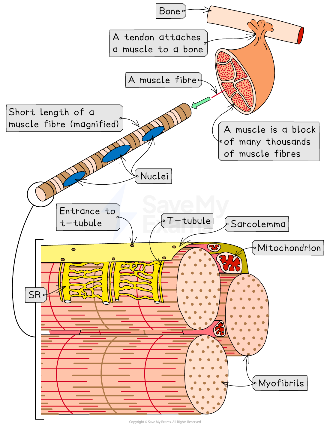 Diagram showing muscle structure, including bone, tendon, muscle fibres, nuclei, sarcolemma, T-tubules, mitochondria, SR, and myofibrils.
