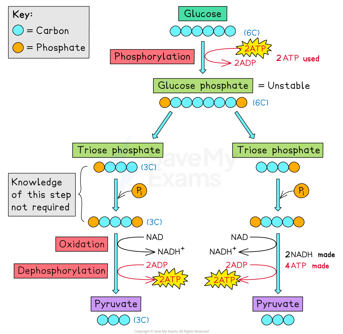 Glycolysis diagram: glucose to pyruvate, showing phosphorylation, oxidation, dephosphorylation, and ATP production, with carbon and phosphate symbols.