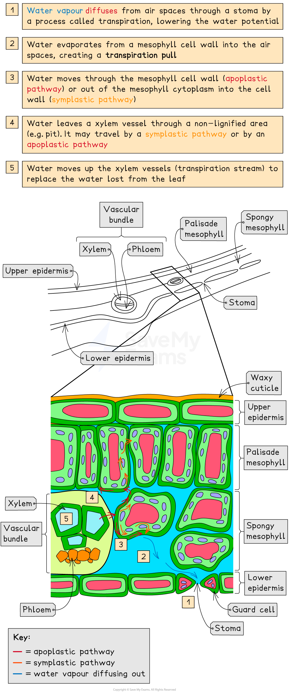 Transpiration explained, downloadable AS & A Level Biology revision notes
