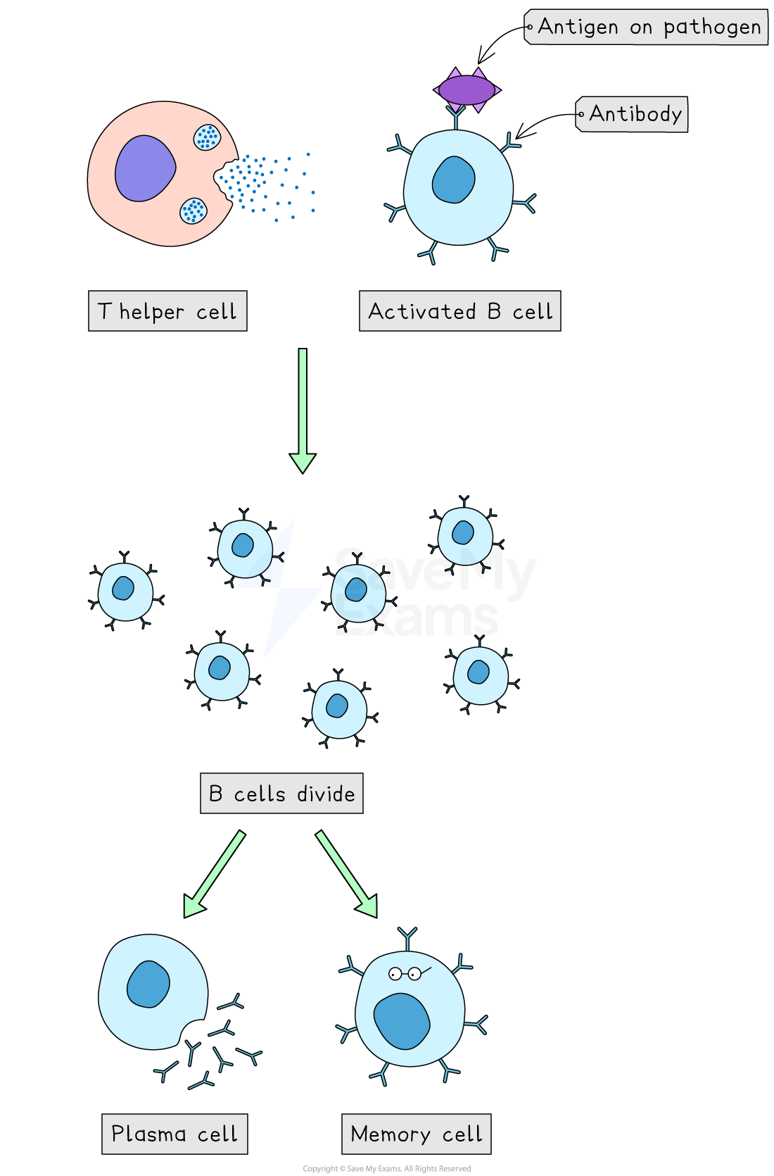 Diagram of B cell activation showing T helper cell activating B cell, leading to division into plasma cells and memory cells. Antigen-antibody interaction illustrated.