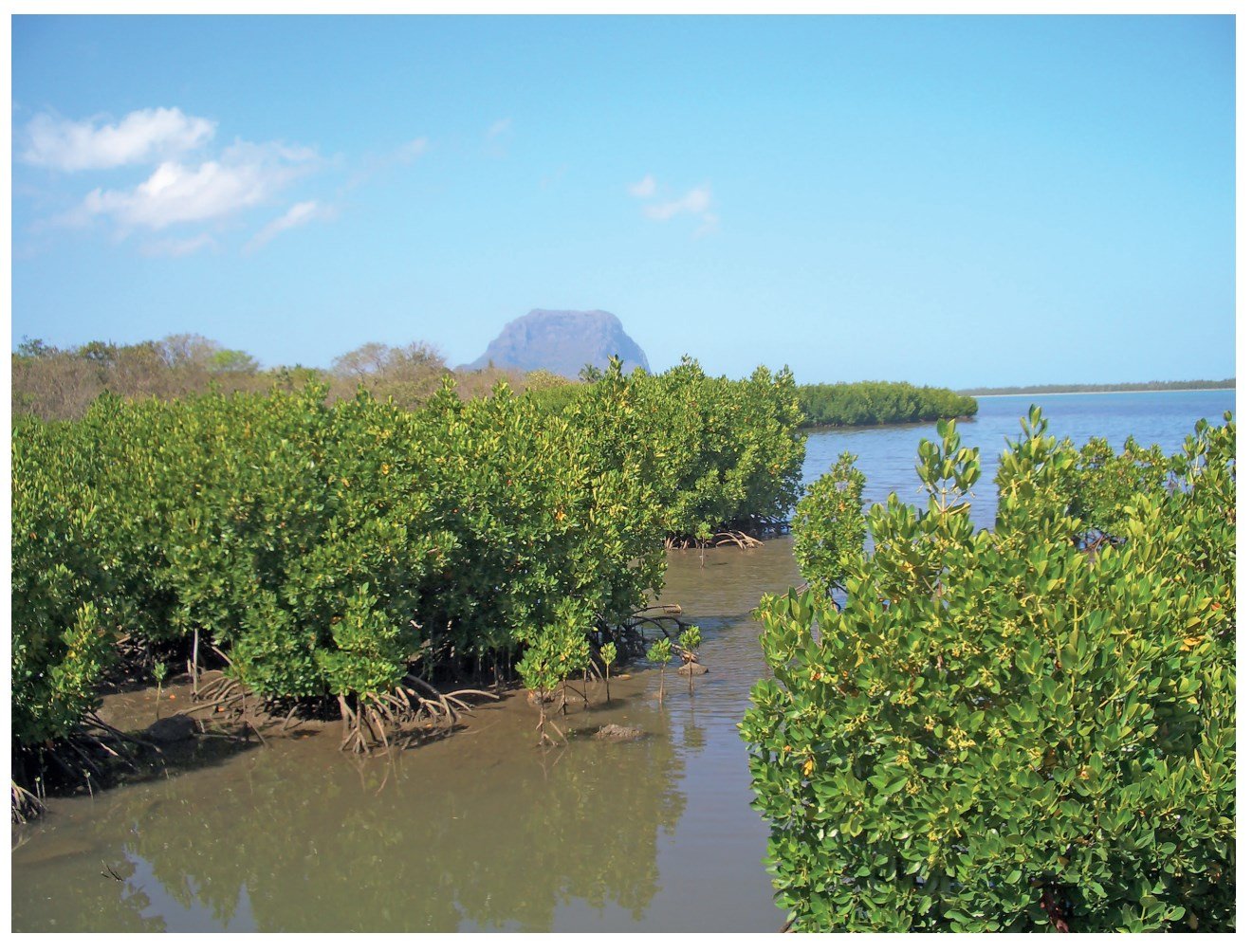 Mangrove trees in a coastal wetland with water reflecting their green foliage, a distant mountain under a clear blue sky.