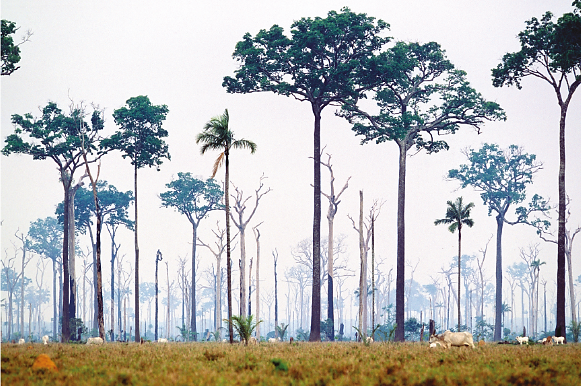 Tall trees with sparse foliage stand over a grassy field with grazing cattle, set against a hazy sky, depicting deforestation impacts.