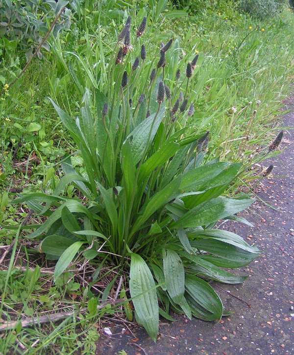 Plantain plant with long green leaves and tall seed heads, growing beside a path on a grassy verge.
