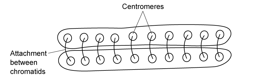 Diagram showing chromatid structure with labelled centromeres and attachment sites, depicting two rows of centromeres connected by attachments all the way along the rows.