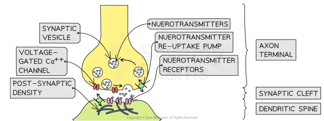 Diagram of a synapse, showing synaptic vesicles, neurotransmitters, channels, receptors, axon terminal, synaptic cleft, and dendritic spine.