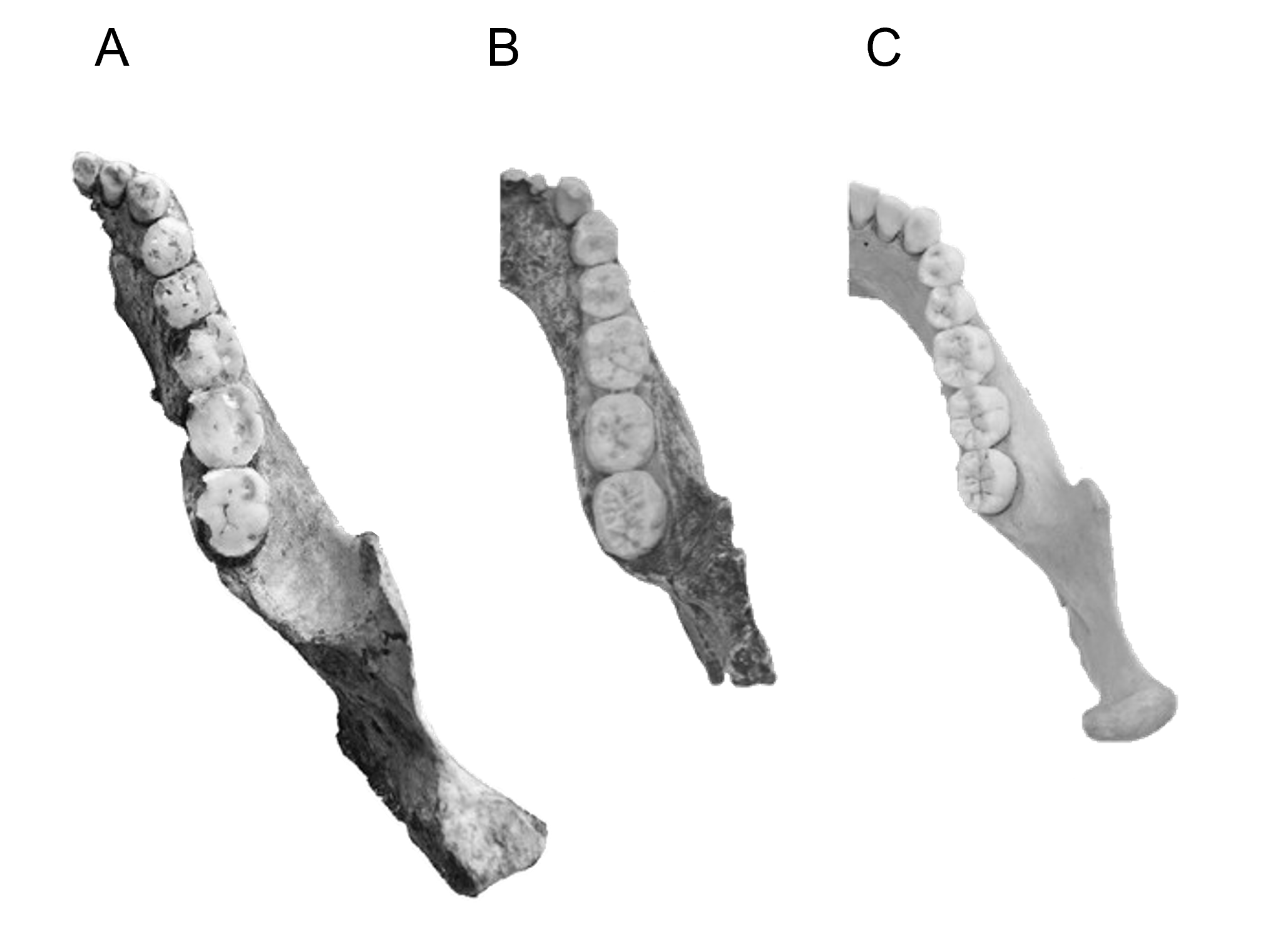 Three fossilised jawbones labelled A, B, and C, each displaying a row of teeth viewed from the side against a plain white background.