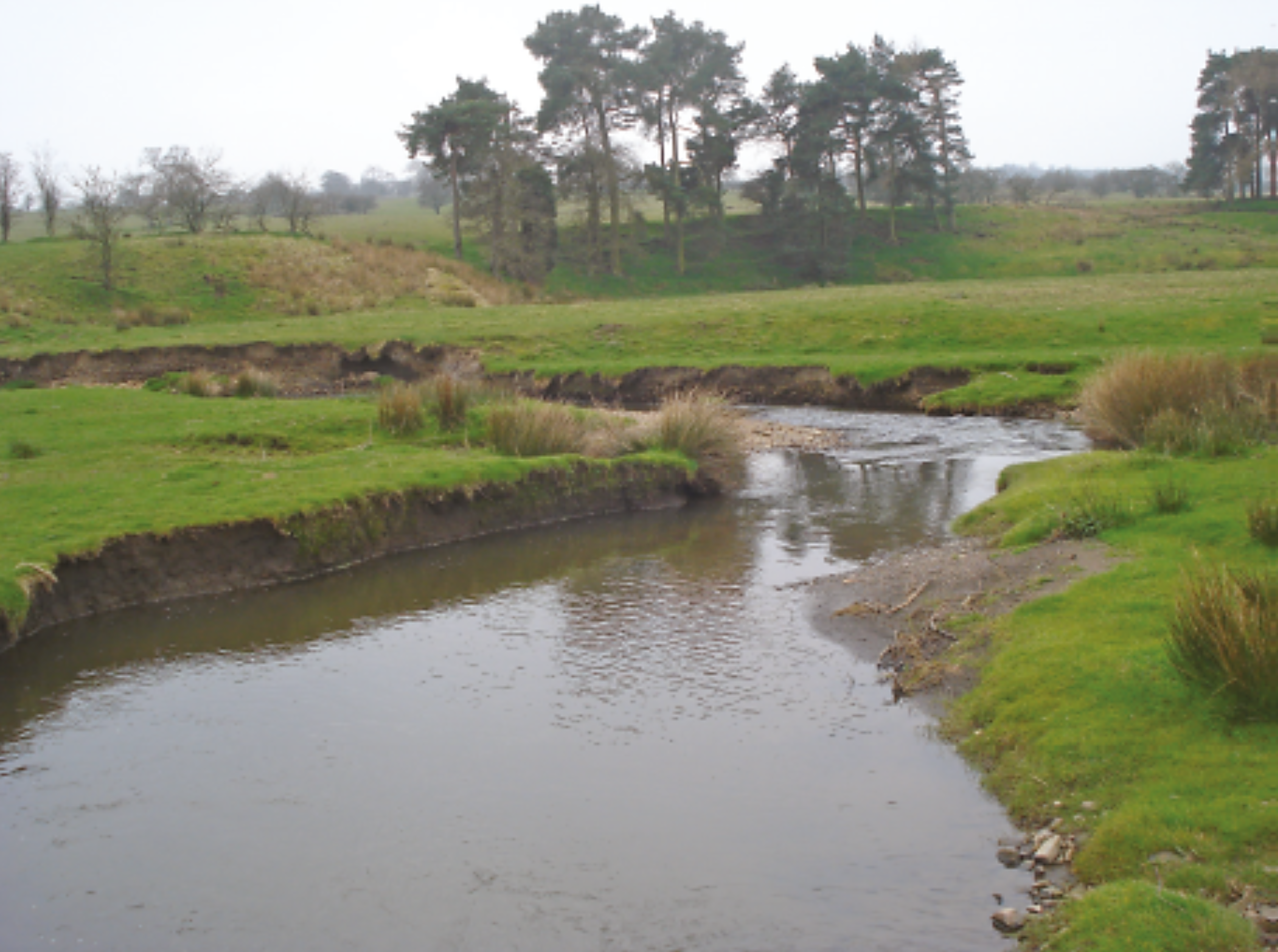 A small river meanders through a grassy landscape with trees in the background, under an overcast sky. Eroded banks and patches of reeds are visible.