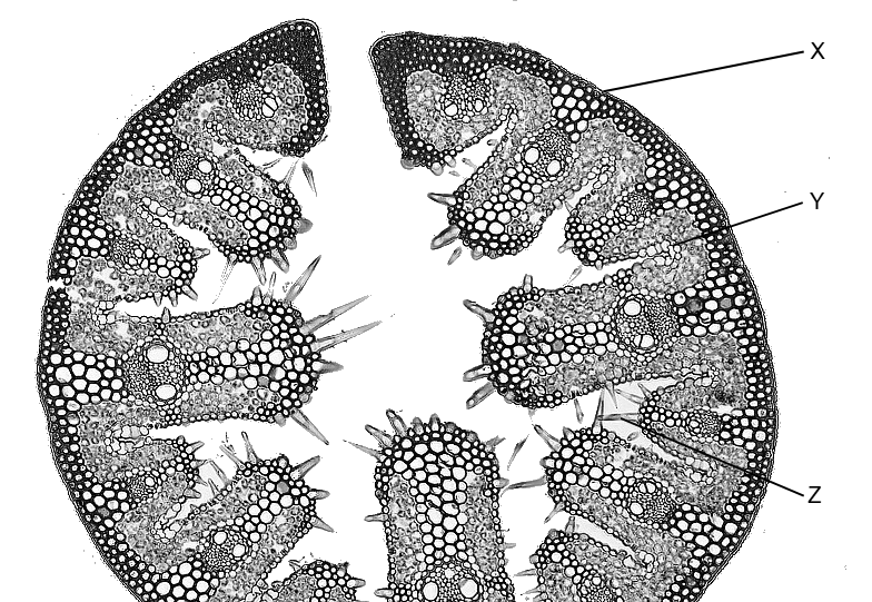 Cross-section of a plant stem under a microscope, showing labelled regions marked X, Y, Z.
