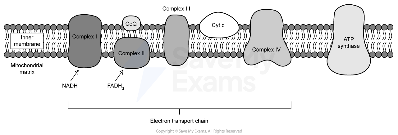 Diagram of the electron transport chain in the mitochondrial inner membrane, showing Complexes I-IV, CoQ, Cyt c, and ATP synthase.