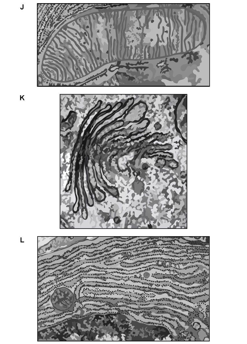 Three electron micrographs depict cellular structures: a mitochondrion (J), Golgi apparatus (K), and rough endoplasmic reticulum (L) with ribosomes.