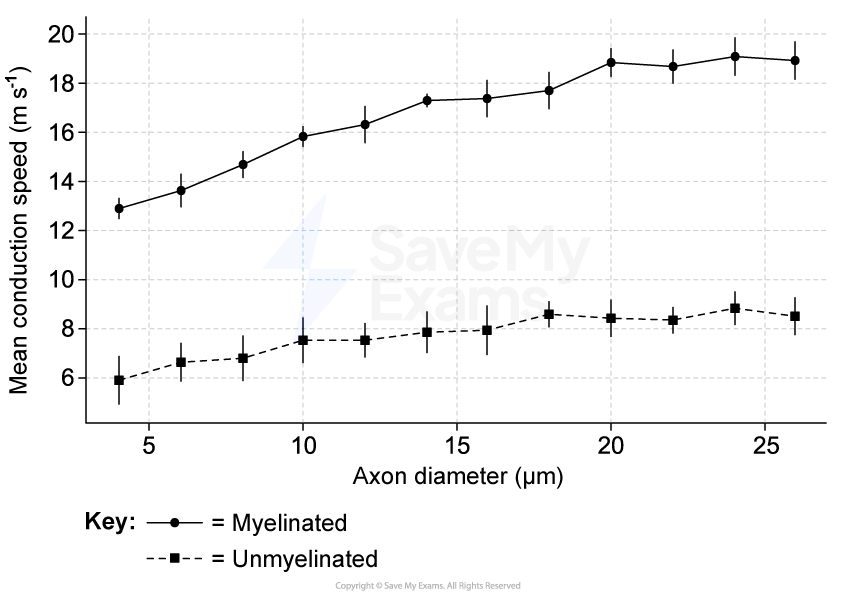 Line graph showing the effect of axon diameter on conduction speed. Myelinated axons (solid line) increase speed more than unmyelinated (dashed line).