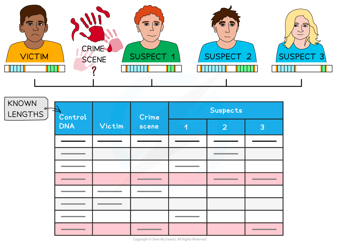 Diagram illustrating a DNA analysis comparing a victim, a crime scene, and three suspects. Includes DNA bands and a data table for comparison.