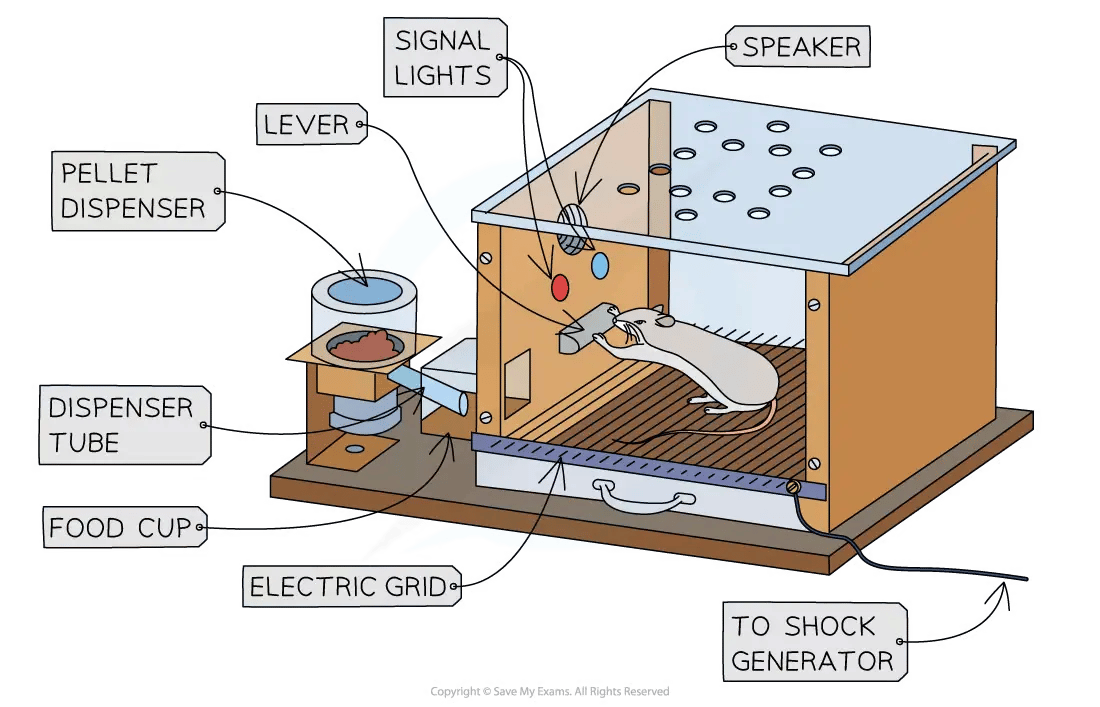 Illustration of a Skinner box with labelled parts: lever, pellet dispenser, dispenser tube, food cup, electric grid, signal lights, speaker, and shock generator.