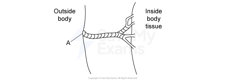 Diagram showing a cross-section of body tissue. Label A indicates outer body, B marks a tubular structure, and C shows branching connections inside the tissue.