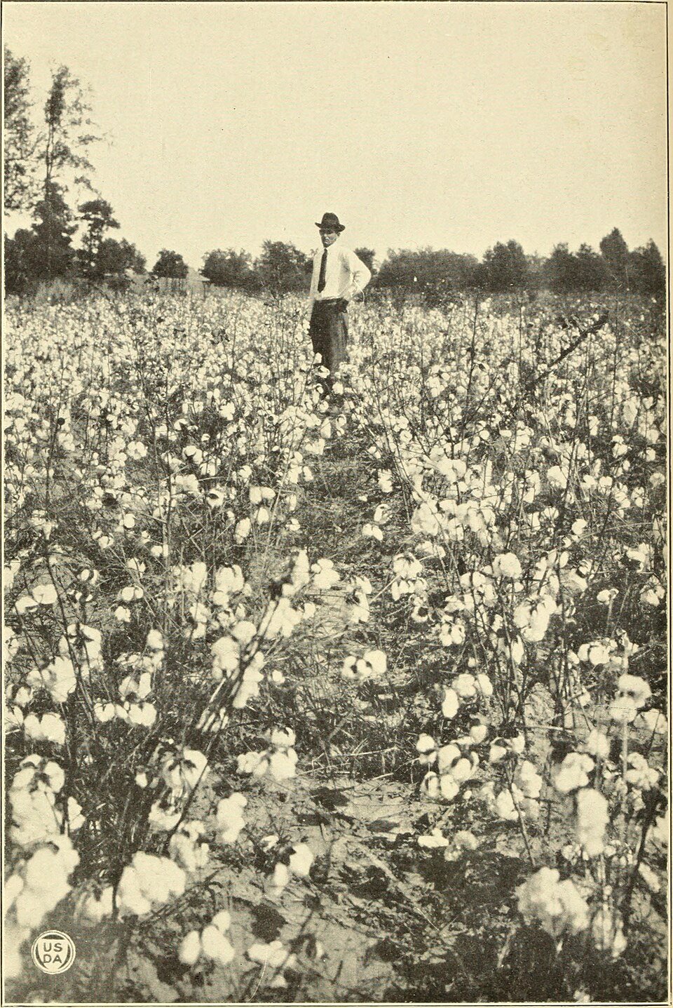 A man in a hat and tie stands in a vast cotton field, with cotton plants in full bloom under a clear sky. Trees line the horizon.
