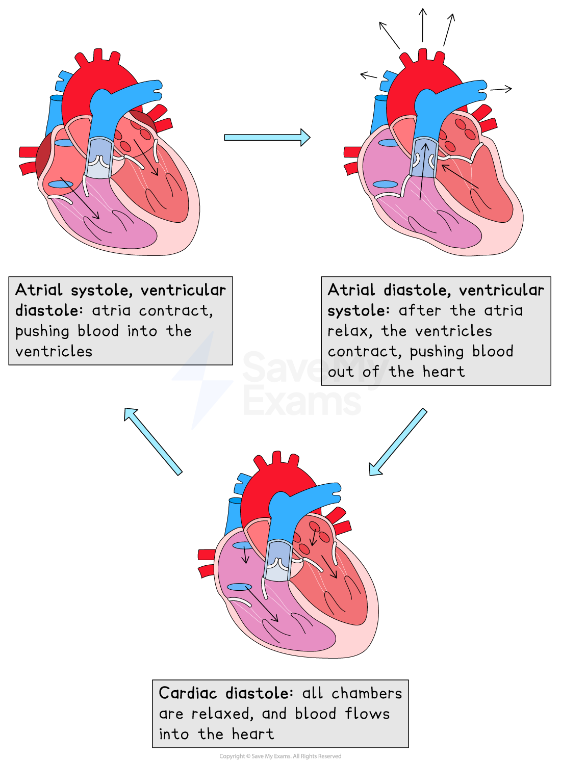 cardiac-cycle
