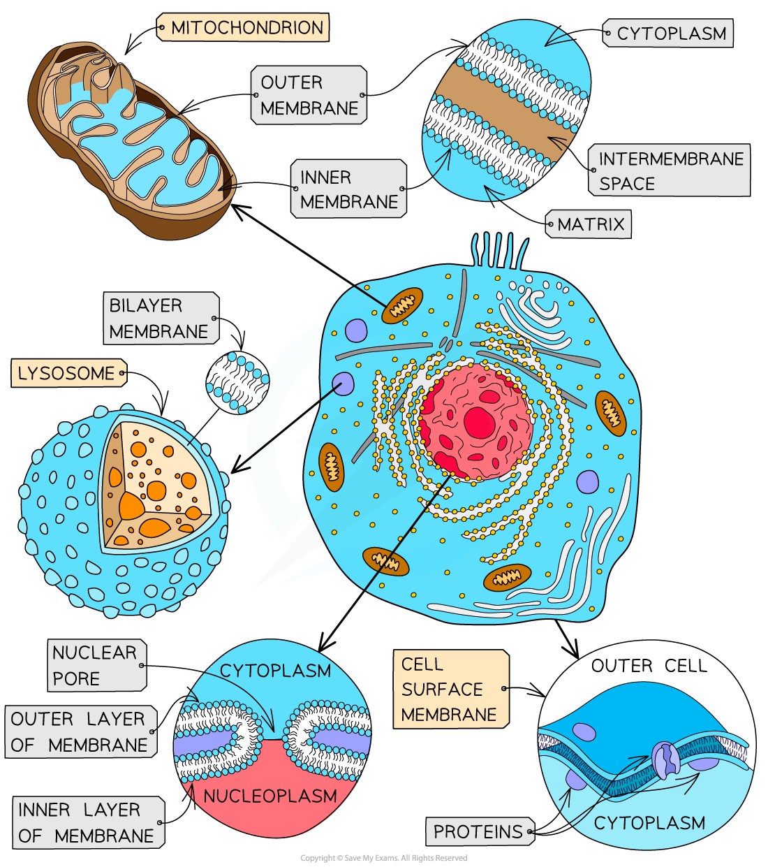 Cell diagram displaying structures: mitochondrion, lysosome, nuclear pore, and membranes with labels for cytoplasm, nucleoplasm, matrix, and proteins.