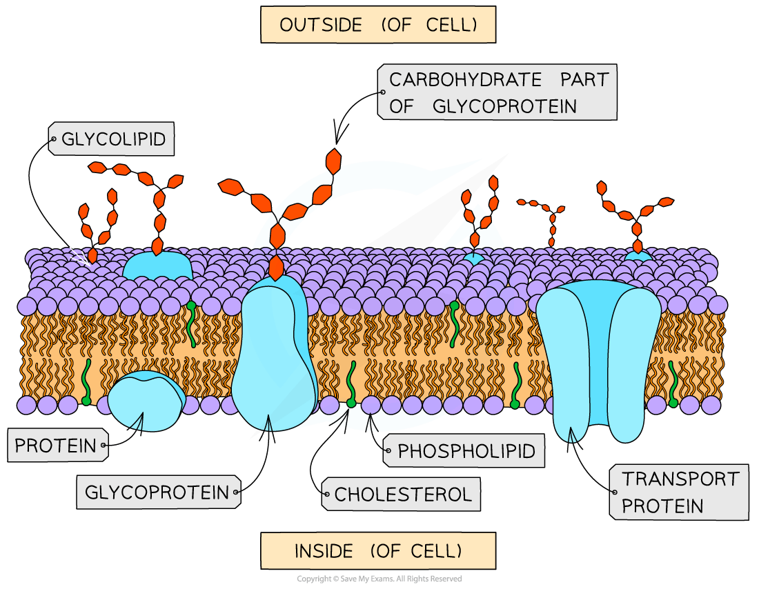 Diagram of a cell membrane showing glycoproteins, glycolipids, phospholipids, cholesterol, and proteins. Labels for inside and outside of the cell.