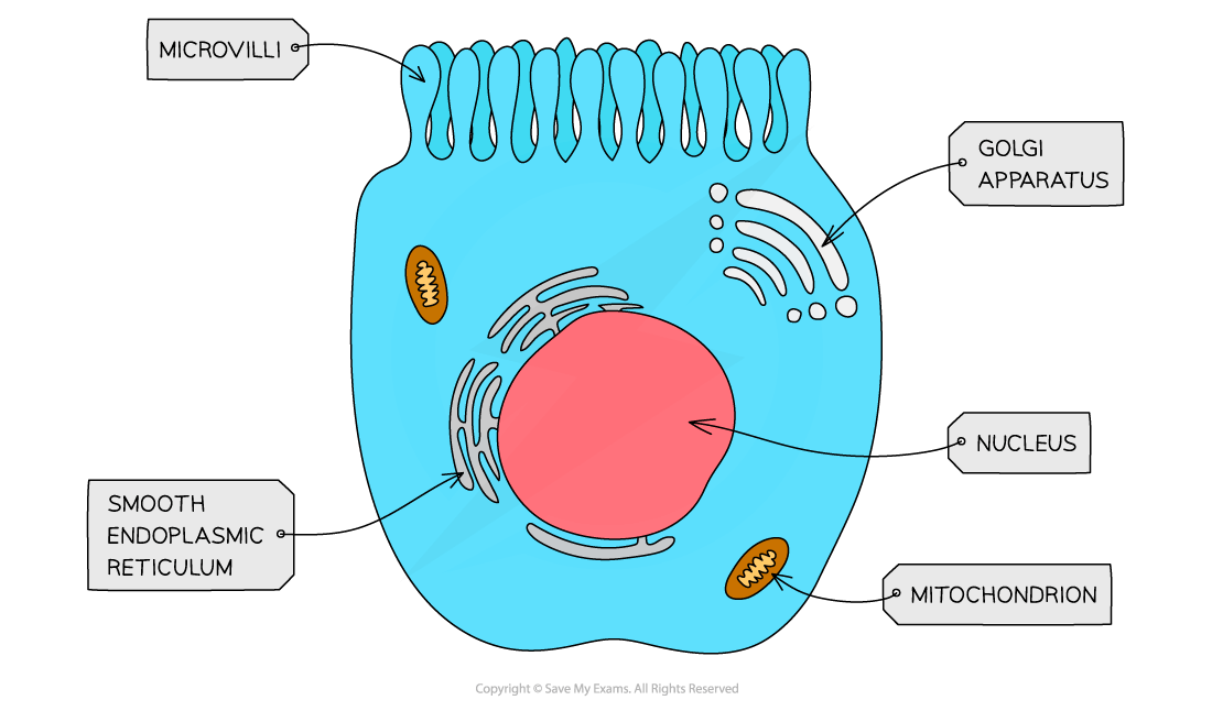 Diagram of a cell showing microvilli, Golgi apparatus, nucleus, mitochondrion, and smooth endoplasmic reticulum, each labelled with arrows.