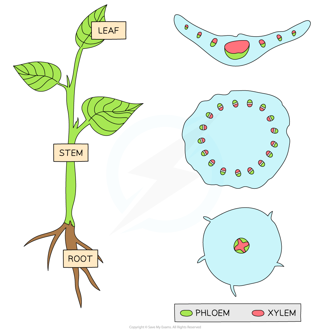 Diagram of a plant showing labelled parts: leaf, stem, root. Includes cross-sections with phloem (green) and xylem (red) in leaf, stem, and root.