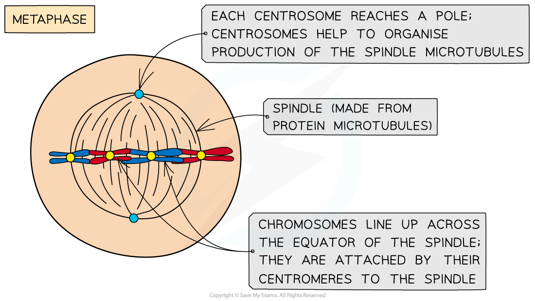 Diagram of metaphase showing chromosomes aligned at the spindle equator, with centrosomes at poles and microtubules organising spindle formation.