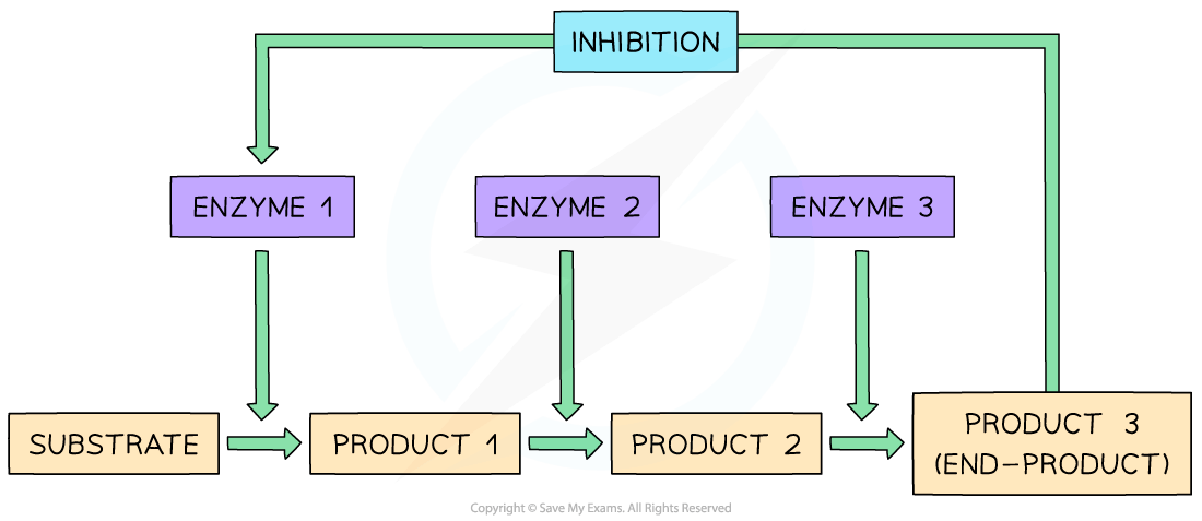 Flowchart showing substrate conversion through enzymes 1, 2, and 3 to produce end-product 3, which inhibits enzyme 1.