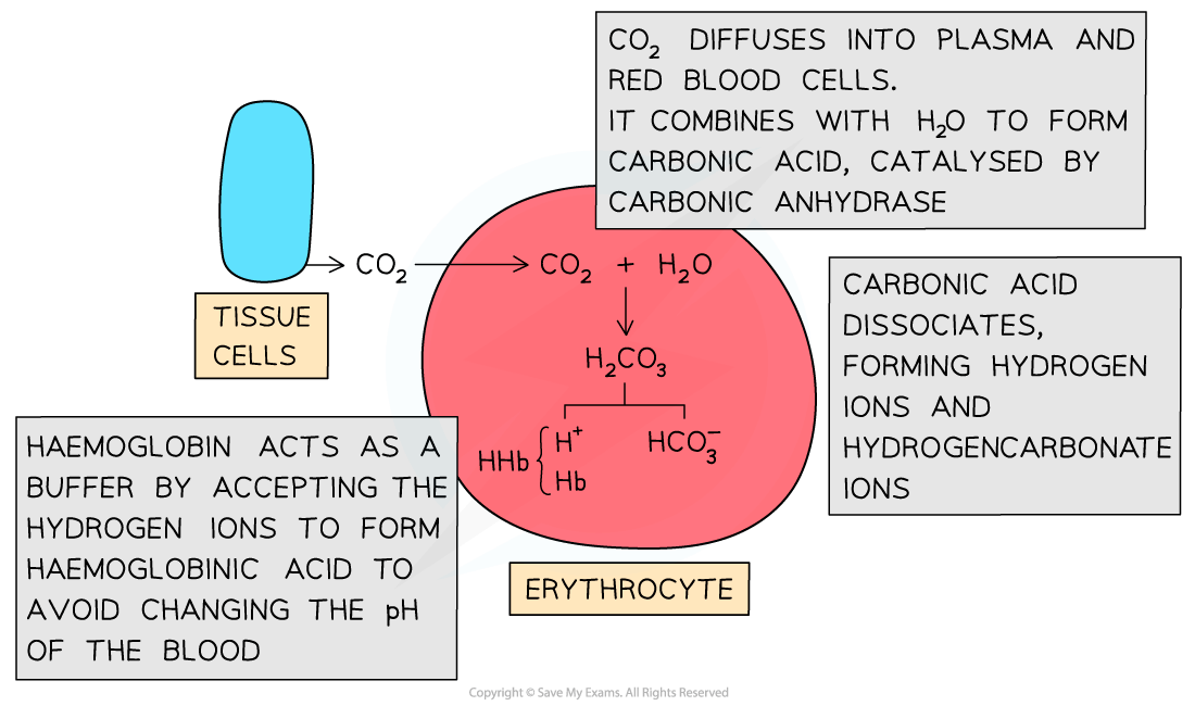 Diagram showing CO2 from tissue cells entering erythrocytes, forming carbonic acid, which dissociates into ions. Haemoglobin acts as a buffer.